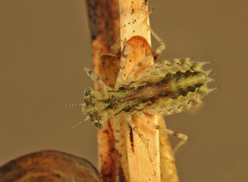 Celithemis elisa, nymph